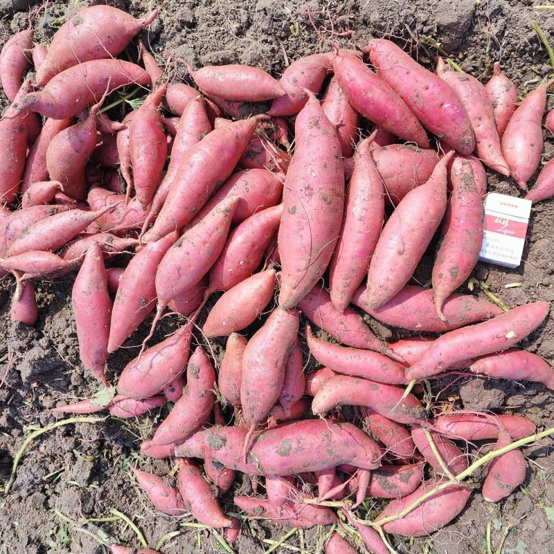 安徽万亩黑土地麦茬西瓜红红薯出土直发品质有保证