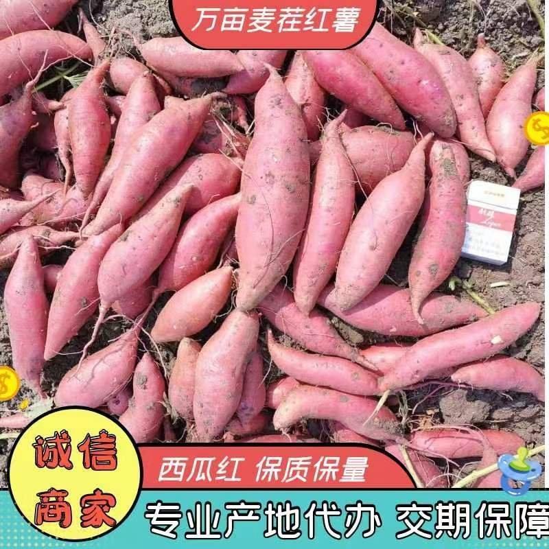 安徽万亩基地麦茬黑土地西瓜红出土直发长期供应