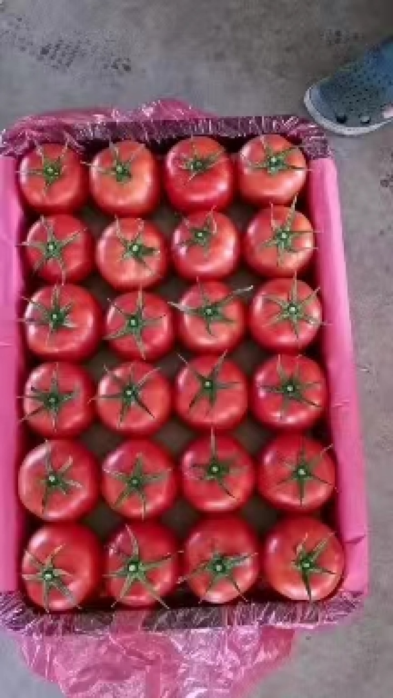 云南西红柿大红果