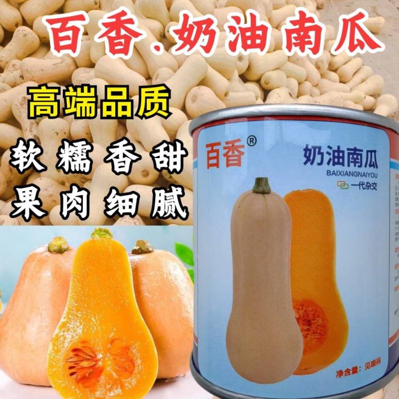 百香奶油南瓜种子杂交阿根廷小籽粉糯香甜奶油南瓜种大田蔬菜