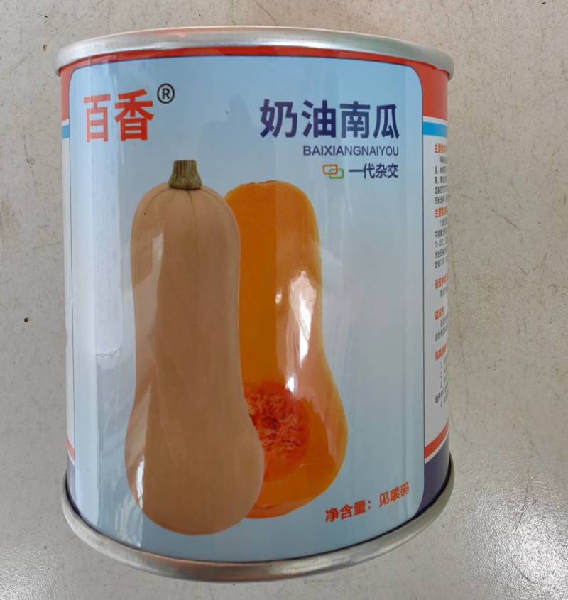 百香奶油南瓜种子杂交阿根廷小籽粉糯香甜奶油南瓜种大田蔬菜