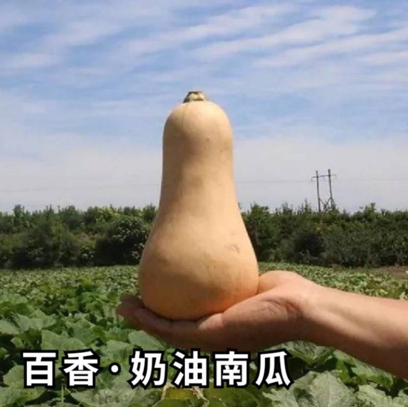 百香奶油南瓜种子杂交阿根廷小籽粉糯香甜奶油南瓜种大田蔬菜