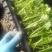 芹菜苗，量大从优，专业培育，保成活率欢迎老板联系