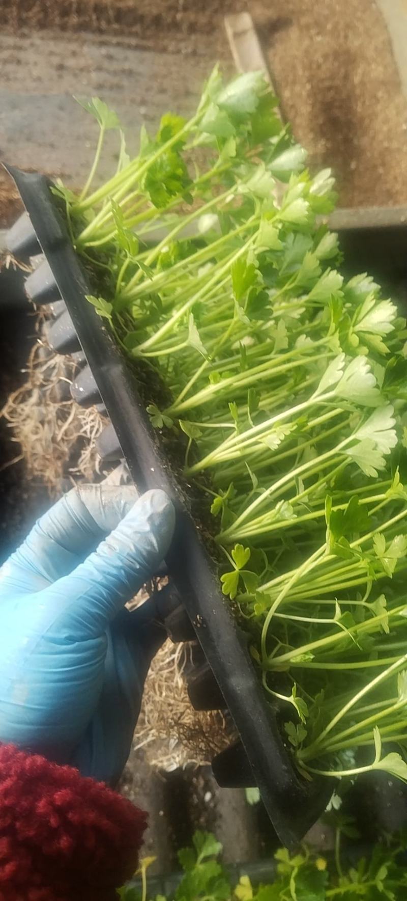 芹菜苗，量大从优，专业培育，保成活率欢迎老板联系