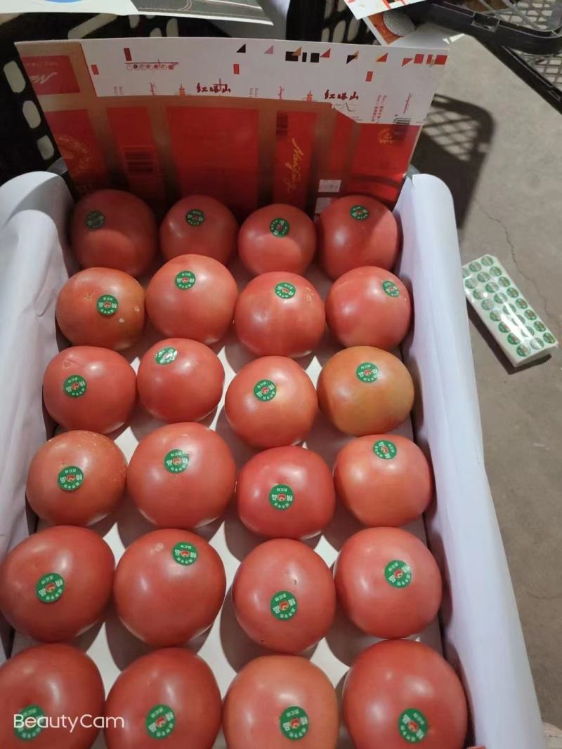 云南西红柿粉硬西红柿