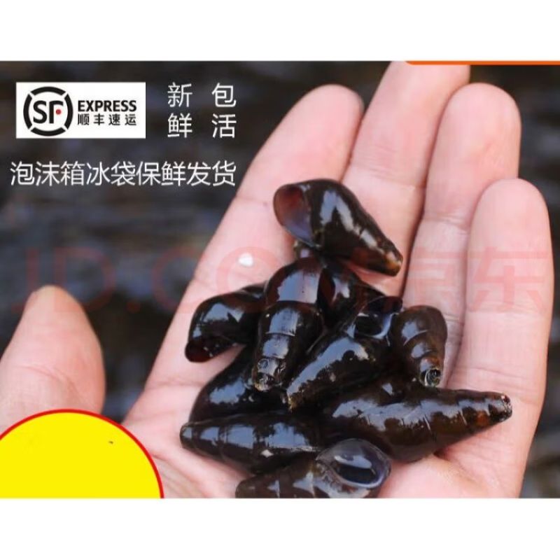 清水螺山坑螺死螺包赔新无泥味包活可供螺苗带鲜活