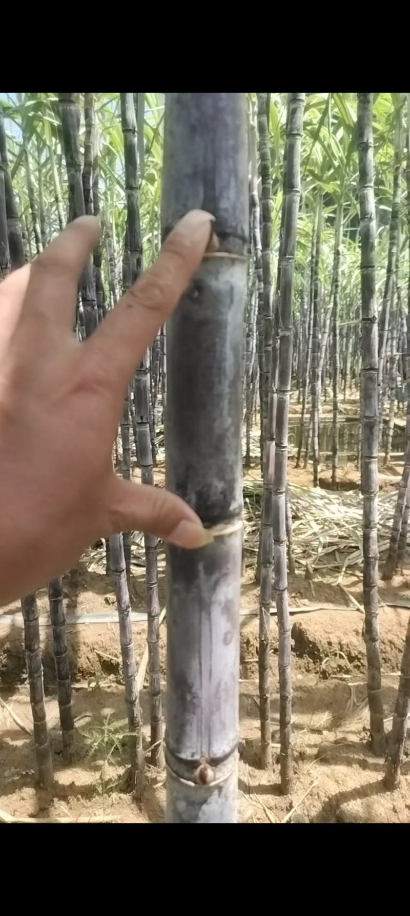 黑皮甘蔗
