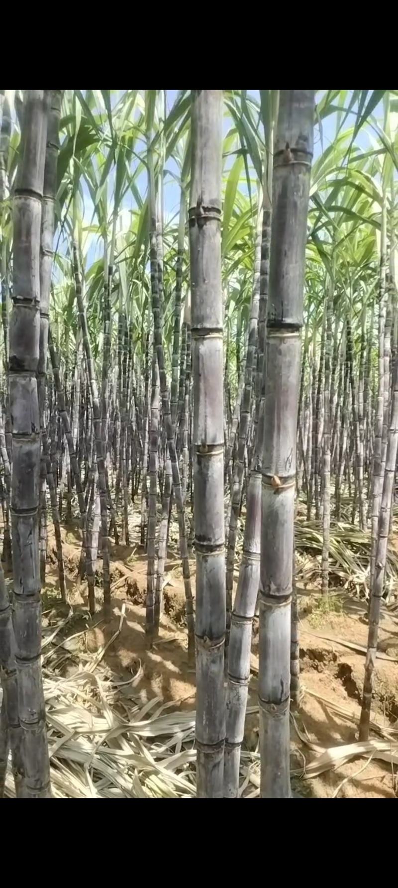 黑皮甘蔗