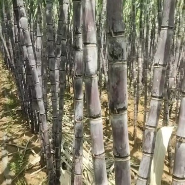 黑皮甘蔗