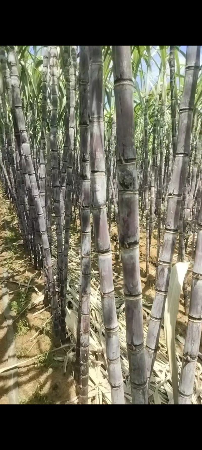 黑皮甘蔗