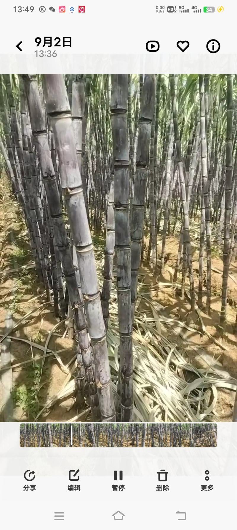 黑皮甘蔗
