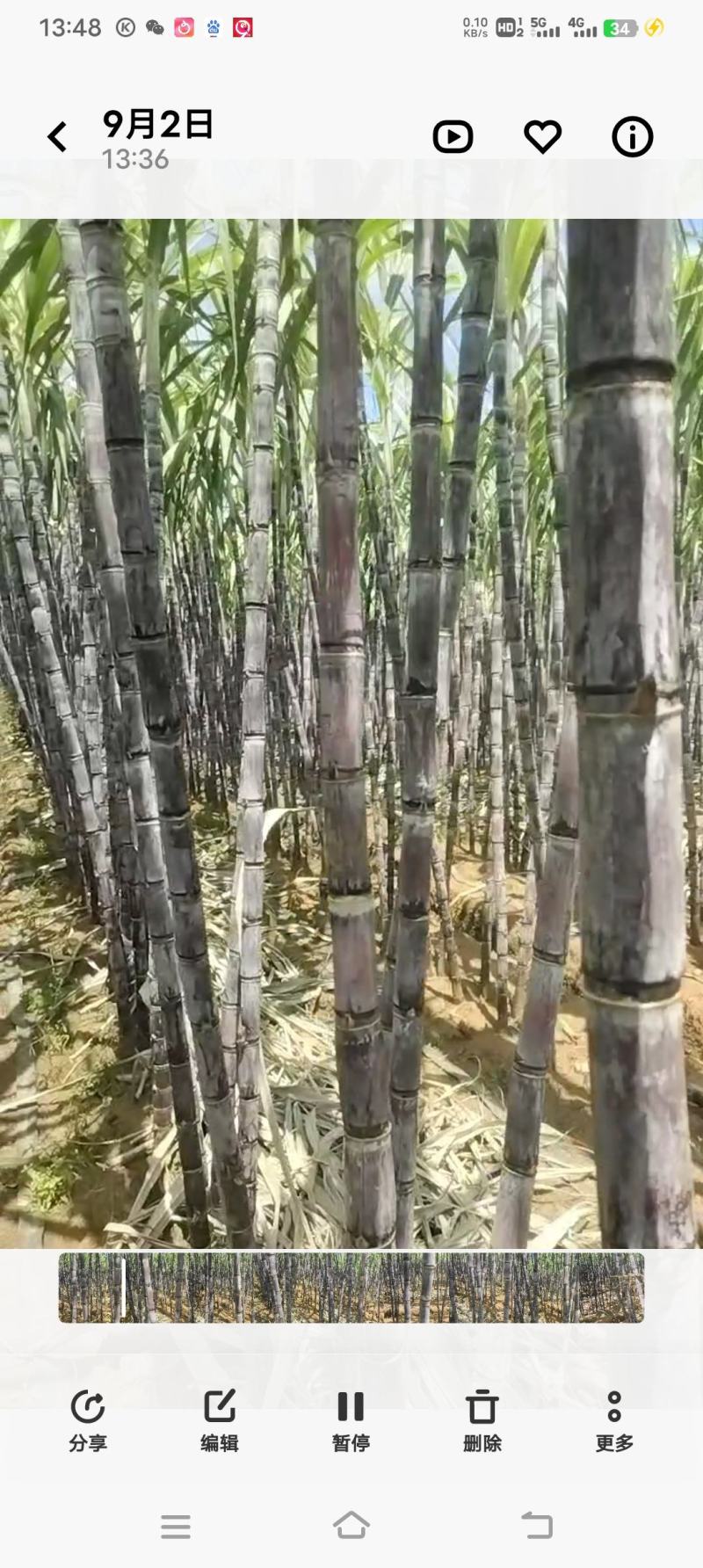 黑皮甘蔗