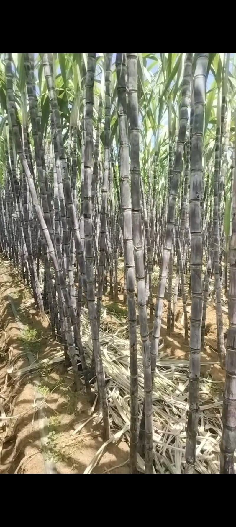 黑皮甘蔗