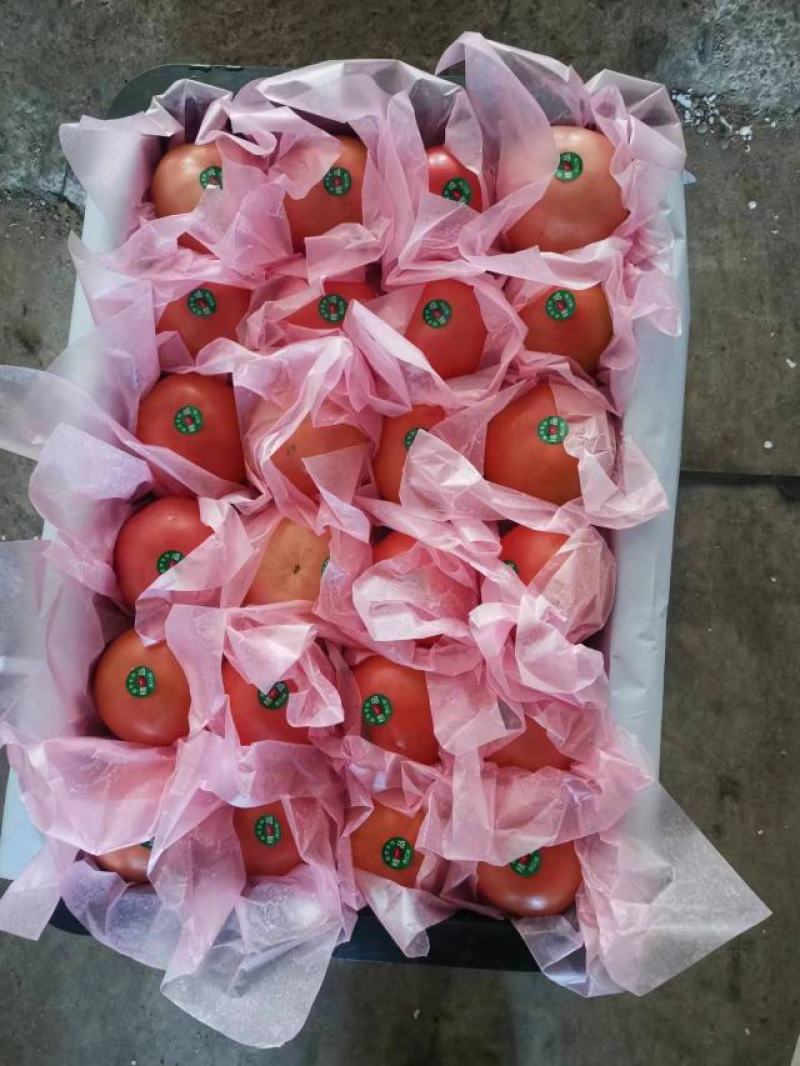 云南西红柿粉硬西红柿