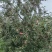 盐源糖心丑苹果大量上市接单