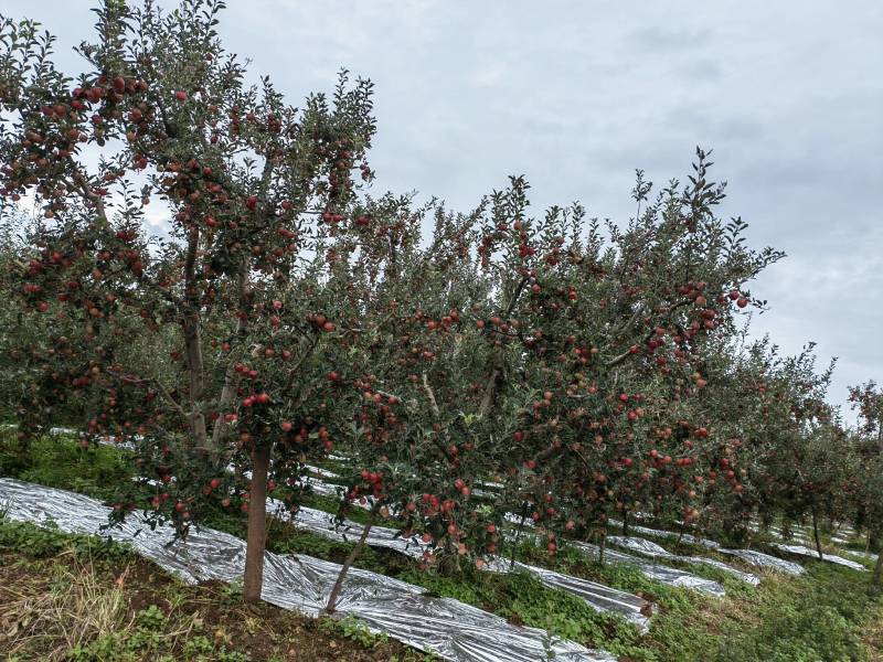 盐源糖心丑苹果大量上市接单