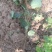 水杨桃猕猴桃实生苗，规格0.8起陕西部分地方免费送货