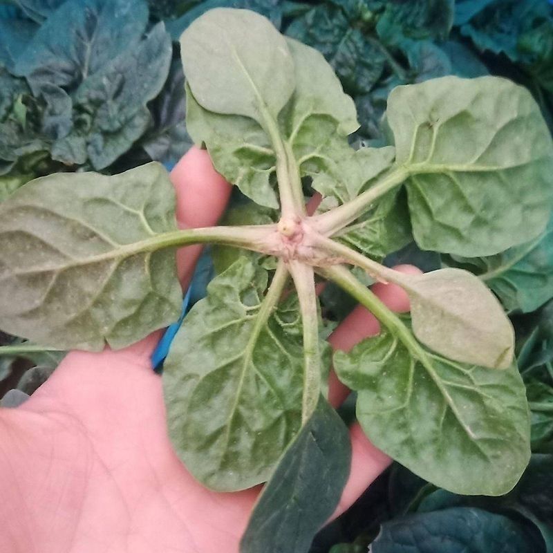 进口菠菜种子抗热耐寒热浪2号菠菜种高产春夏秋播种大棚基地