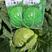日本绿王圆正耐寒、耐热抗病黄芯水果型可延期20天采收耐裂