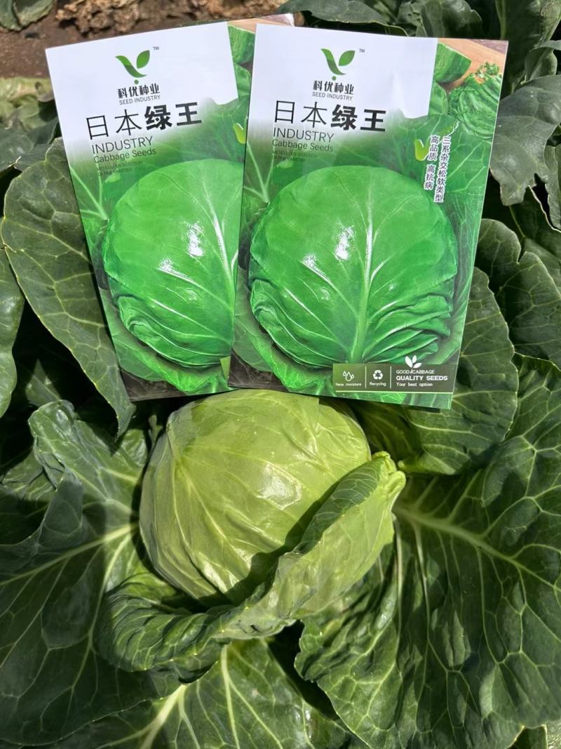日本绿王甘蓝种子圆正耐寒、耐热抗病黄芯水果型可延期20天