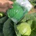 日本绿王甘蓝种子圆正耐寒、耐热抗病黄芯水果型可延期20天