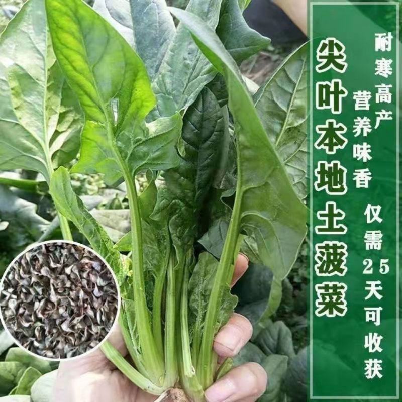 菠菜种子四季青菜大叶家庭蔬菜种籽耐热园艺阳台盆栽种子