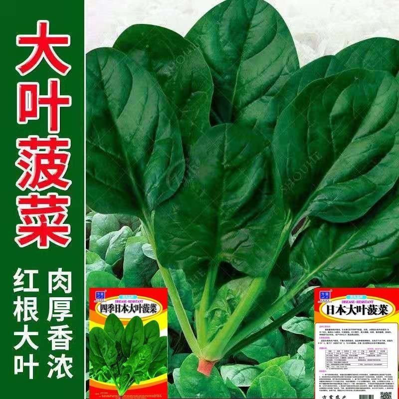 菠菜种子四季青菜大叶家庭蔬菜种籽耐热园艺阳台盆栽种子