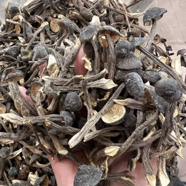 鸡枞菌一斤一袋