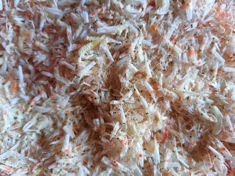 烘干碎虾，淡干，现货批发量大从优一手货源