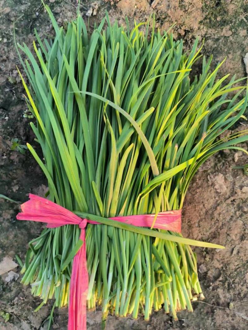 河北邯郸精品韭菜大叶头刀二刀万亩韭菜产地发货，价格优美