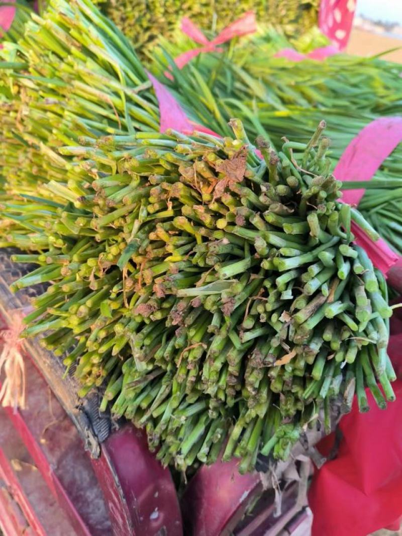 河北邯郸精品韭菜大叶头刀二刀万亩韭菜产地发货，价格优美