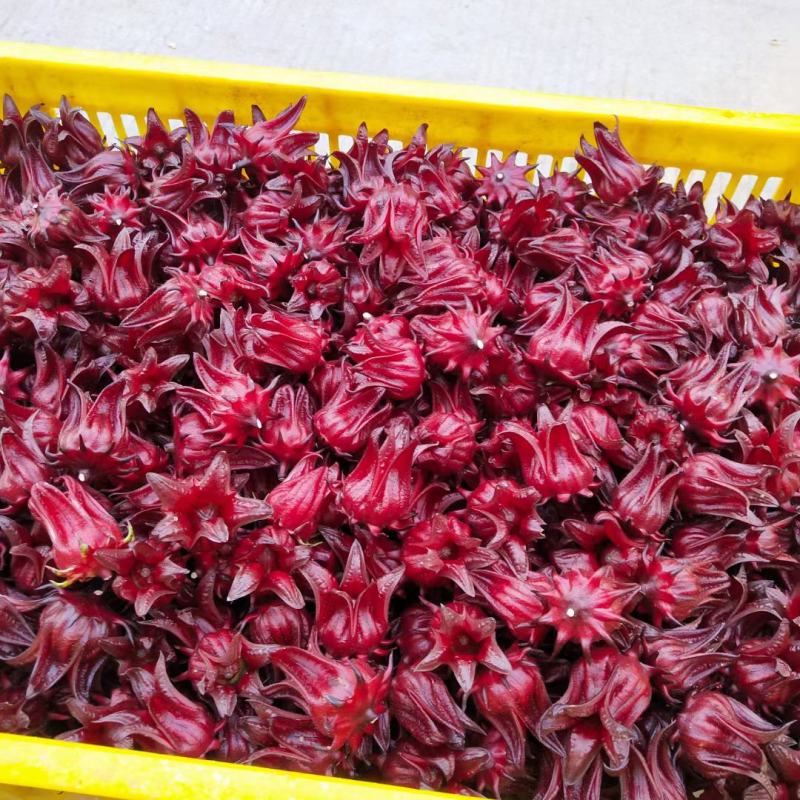 洛神花