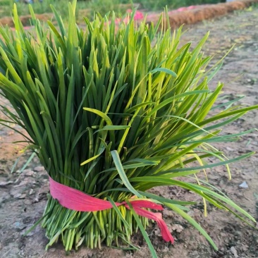 河北邯郸精品韭菜大叶头刀二刀万亩韭菜产地发货，价格优美