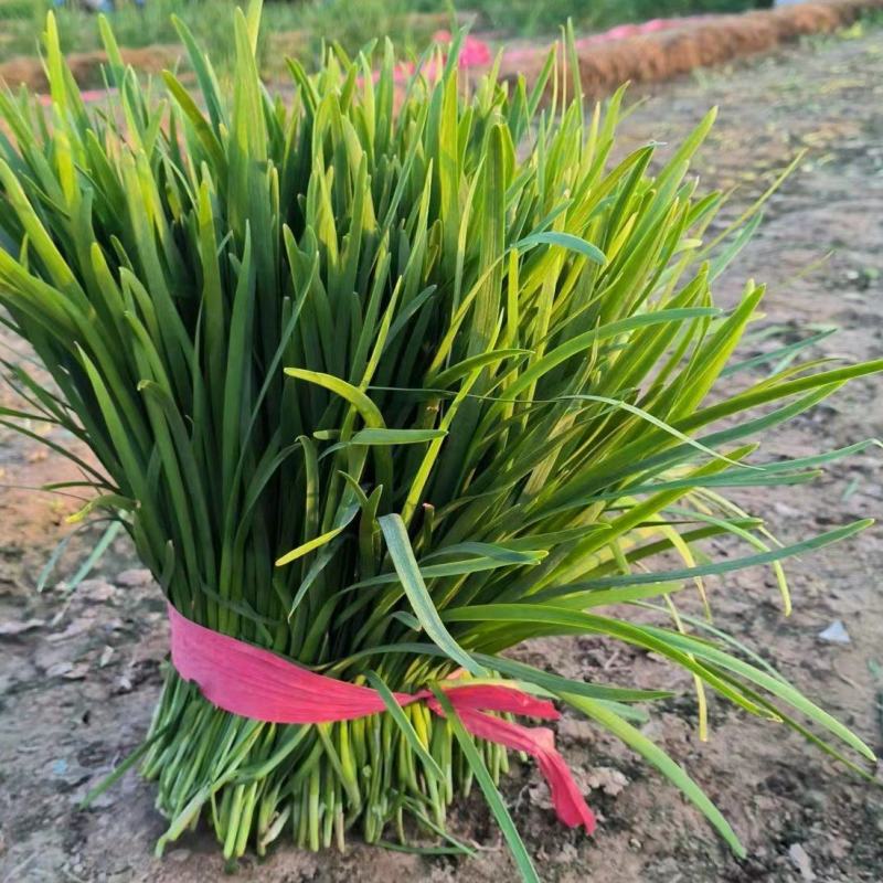 河北邯郸精品韭菜大叶头刀二刀万亩韭菜产地发货，价格优美