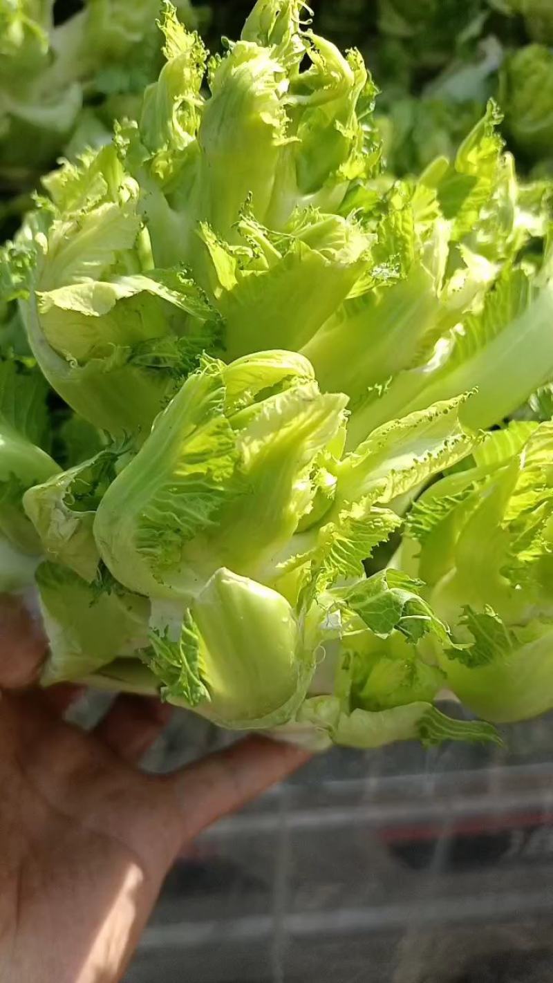 精品儿菜，万亩儿菜基地大量上市，一手货源，全国代发，