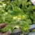 精品儿菜，万亩儿菜基地大量上市，一手货源，全国代发，