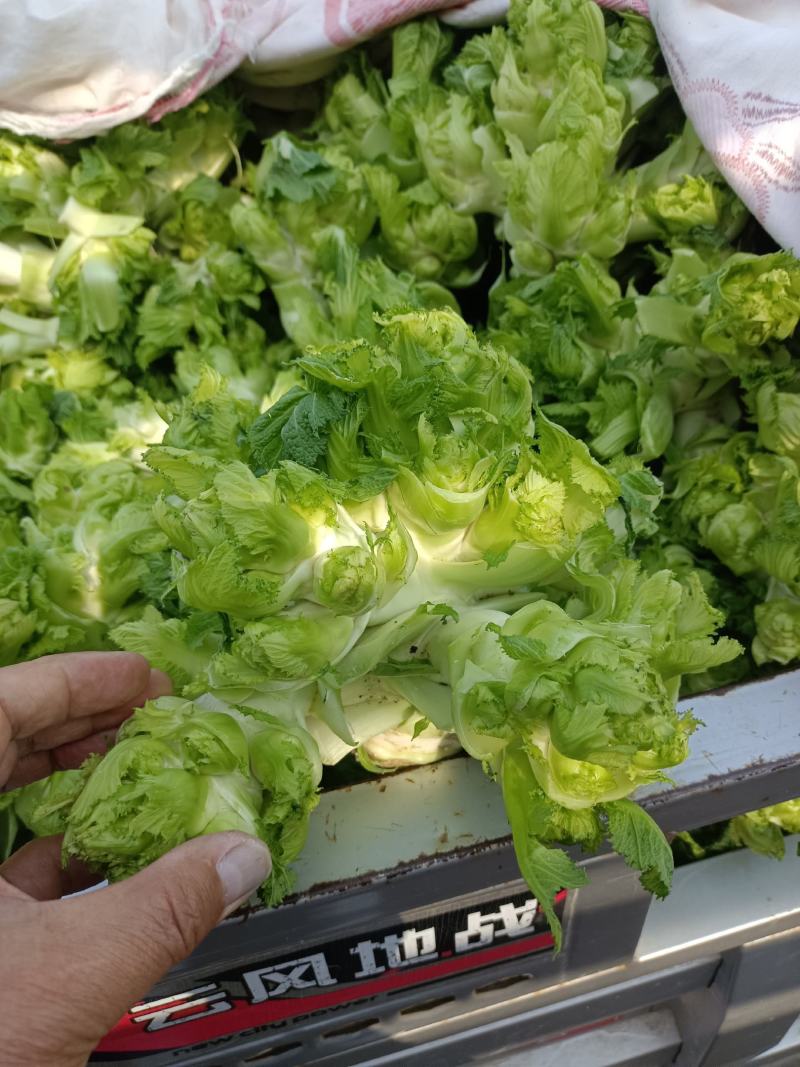 精品儿菜，万亩儿菜基地大量上市，一手货源，全国代发，