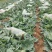 包菜