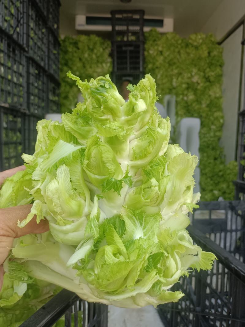 精品儿菜，万亩儿菜基地大量上市，一手货源，全国代发，
