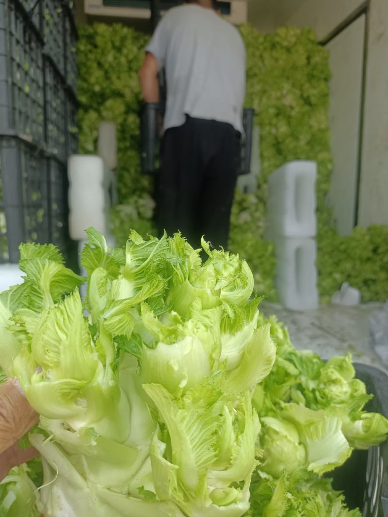 精品儿菜，万亩儿菜基地大量上市，一手货源，全国代发，