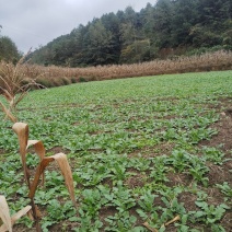 毕节高山水果萝卜