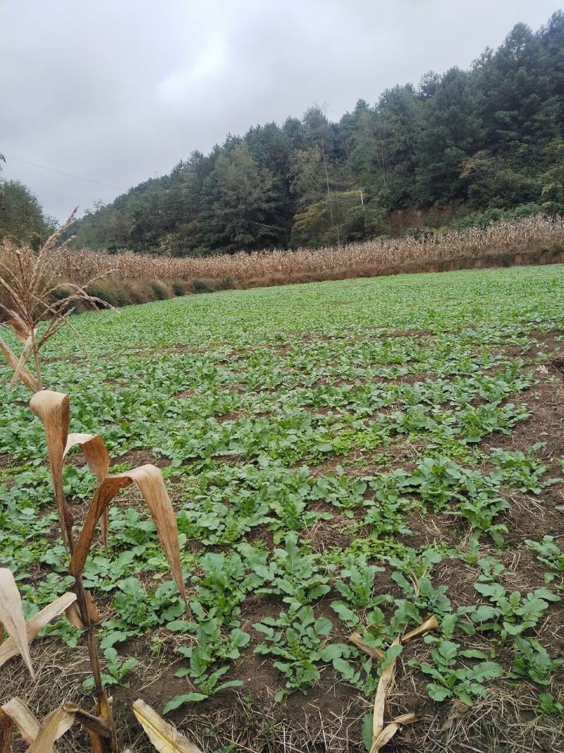 毕节高山水果萝卜