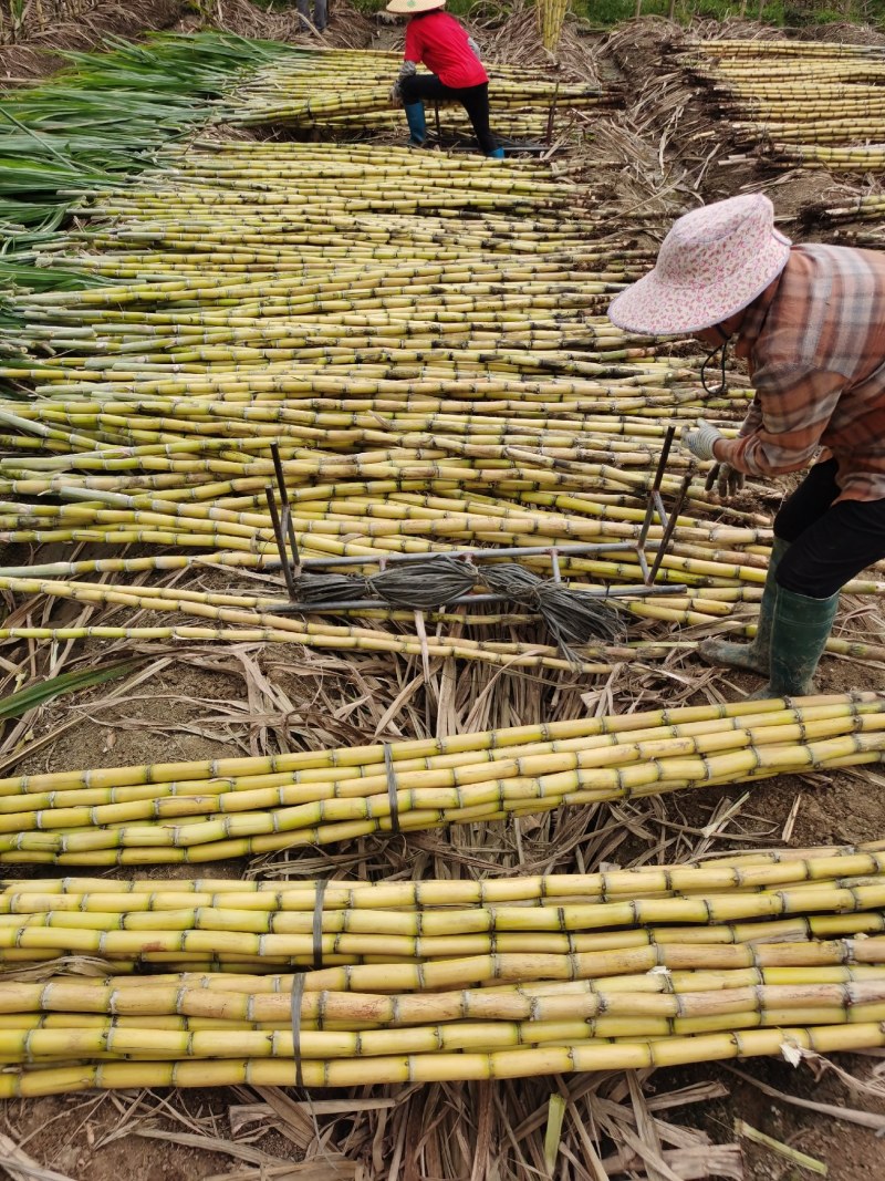 广西阳朔黄金甘蔗大量现货上市脆甜可口保质保量全国可发