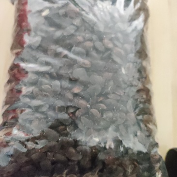 小九香虫
