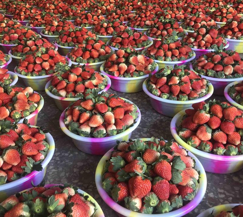 【实力商家】奶油草莓巧克力露天草莓对接市场，连锁商家代办