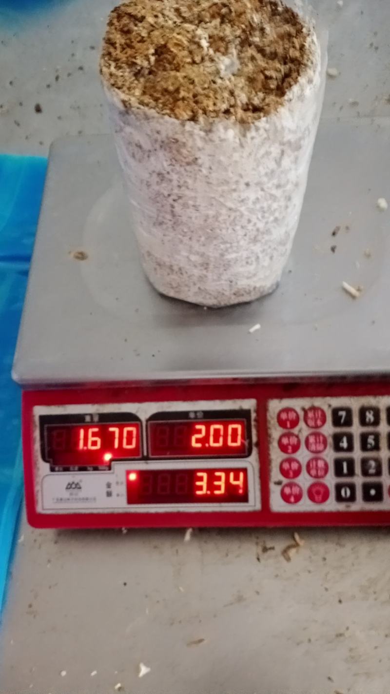 秀珍菇菌包食用菌包菇包猪肚菇菌包