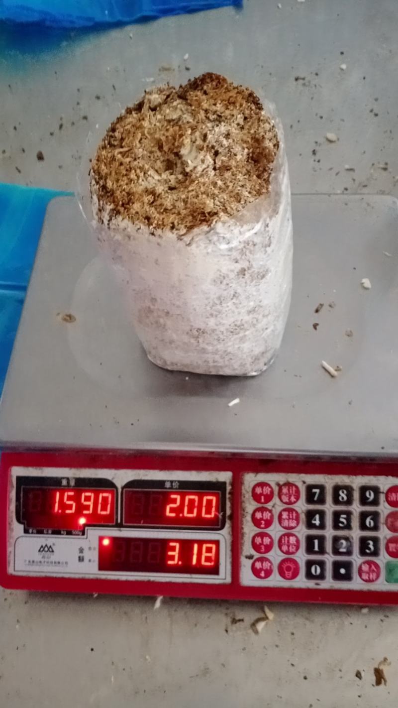 秀珍菇菌包食用菌包菇包猪肚菇菌包