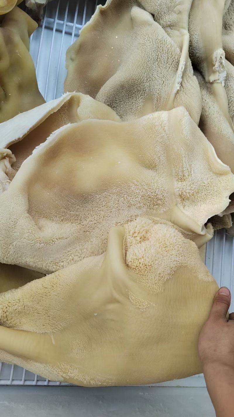 牛大肚黄牛肚整块大肚商用火锅食材毛肚火锅牛肚