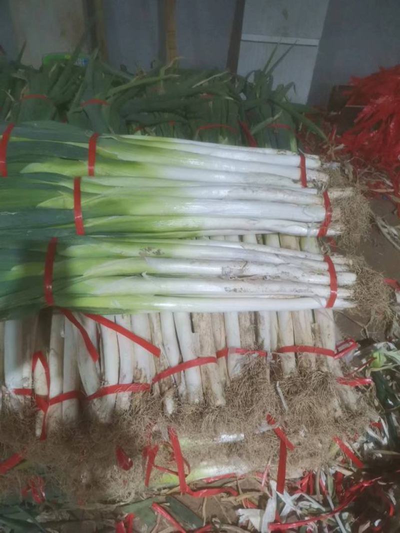 章丘长白大葱，以质量求生存以信誉求发展，现以大量上市！！
