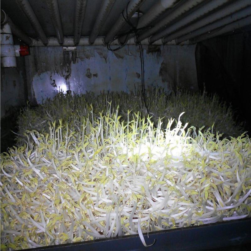 处理豆芽